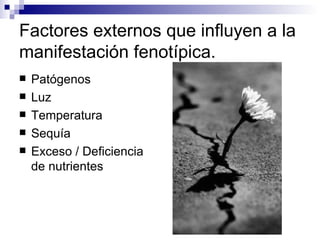 Factores externos que influyen a la
manifestación fenotípica.
   Patógenos
   Luz
   Temperatura
   Sequía
   Exceso / Deficiencia
    de nutrientes
 