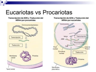 Eucariotas vs Procariotas
 