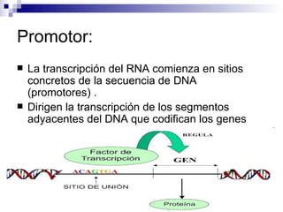 Promotor:
   La transcripción del RNA comienza en sitios
    concretos de la secuencia de DNA
    (promotores) .
   Dirigen la transcripción de los segmentos
    adyacentes del DNA que codifican los genes
 