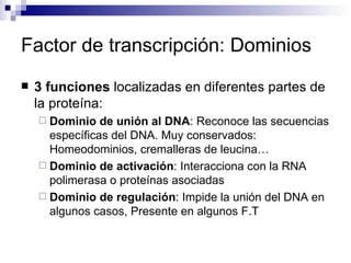 Factor de transcripción: Dominios
   3 funciones localizadas en diferentes partes de
    la proteína:
     Dominio   de unión al DNA: Reconoce las secuencias
      específicas del DNA. Muy conservados:
      Homeodominios, cremalleras de leucina…
     Dominio de activación: Interacciona con la RNA
      polimerasa o proteínas asociadas
     Dominio de regulación: Impide la unión del DNA en
      algunos casos, Presente en algunos F.T
 