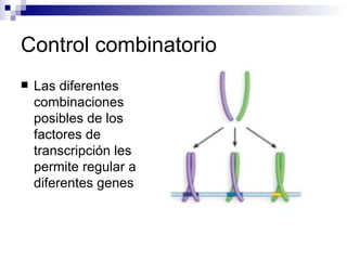 Control combinatorio
   Las diferentes
    combinaciones
    posibles de los
    factores de
    transcripción les
    permite regular a
    diferentes genes
 