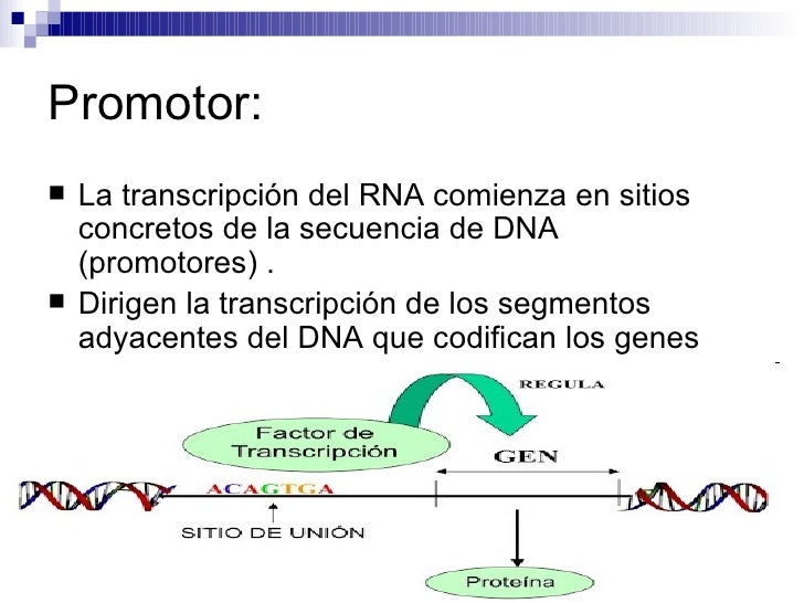 Factores de transcripción en plantas Factores de transcripción en plantas