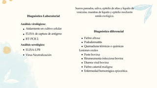 Diagnóstico Laboratorial
Análisis virológicos:
Aislamiento en cultivo celular
ELISA de captura de antígeno
RT-PCR 2.
Análisis serológico:
ELISA-LPB
Virus Neutralización
Diagnóstico diferencial
Fiebre aftosa
Pododermatitis
Quemaduras térmicas o químicas
Lesiones orales
Peste bovina
Rinoneumonía infecciosa bovina
Diarrea viral bovina
Fiebre catarral maligna
Enfermedad hemorrágica epizoótica.
Sueros pareados, saliva, epitelio de aftas y líquido de
vesículas, muestras de líquido y epitelio mediante
sonda esofágica.
 