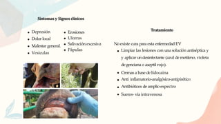 Síntomas y Signos clínicos
Depresión
Dolor local
Malestar general.
Vesículas
Tratamiento
No existe cura para esta enfermedad EV
Limpiar las lesiones con una solución antiséptica y
y aplicar un desinfectante (azul de metileno, violeta
de genciana o aseptil rojo).
Cremas a base de lídocaina
Anti inflamatorio-analgésico-antipirético
Antibióticos de amplio espectro
Sueros- vía intravenosa
Erosiones
Ulceras
Salivación excesiva
Pápulas
 