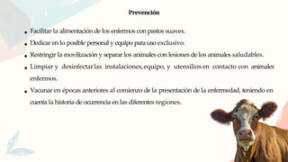 Prevención
Facilitar la alimentación de los enfermos con pastos suaves.
Dedicar en lo posible personal y equipo para uso exclusivo.
Restringir la movilización y separar los animales con lesiones de los animales saludables.
Limpiar y desinfectarlas instalaciones,equipo, y utensilios en contacto con animales
enfermos.
Vacunar en épocas anteriores al comienzo de la presentación de la enfermedad, teniendo en
cuenta la historia de ocurrencia en las diferentes regiones.
 