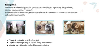 Patogenia
Infecciones en diferentes órganos del ganado bovino dando lugar a papilomas y fibropapilomas,
también conocidos como “verrugas”.
Se ha relacionado el estrés como posible desencadenante de la enfermedad, causado por instalaciones
inadecuadas o desnutrición
Periododeincubaciónlento(2 a3 meses)
Hospedadoressuceptibles postinoculacion epio intradermica
Infección queinicia enlas celulas delestratogerminativo
 