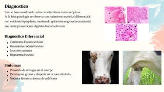 Diagnostico
Este se basa usualmente en las características macroscópicas.
A la histopatología se observa un crecimiento epitelial diferenciado
con evidente hiperplasia, mostrando epidermis engrosada (acantosis)
que emite proyecciones digitales hacía la dermis
Diagnostico Diferencial
Carcinoma Escamocelular
Hexantema nodular bovino
Leucosis cutanea
Hipoderma bovino
Sintomas
Presencia de verrugas en el cuerpo
Piel rugosa, gruesa y alopecia en la zona afectada
Nodulos firmes en forma de coliflores
 