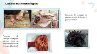 Lesiones anatomopatológicas
Presencia de verrugas en
pezones, región de la cara y
patas de animal
Presencia de
verrugas en organos
internos como en
este caso ubicada en
el rumén del animal
 