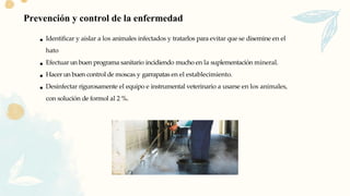 Prevención y control de la enfermedad
Identificar y aislar a los animales infectados y tratarlos para evitar que se disemine en el
hato
Efectuar un buen programa sanitario incidiendo mucho en la suplementación mineral.
Hacer un buen control de moscas y garrapatas en el establecimiento.
Desinfectar rigurosamente el equipo e instrumental veterinario a usarse en los animales,
con solución de formol al 2 %.
 