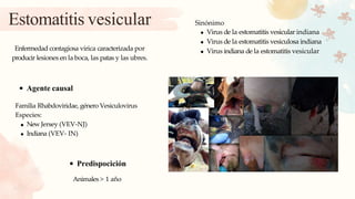 Estomatitis vesicular Sinónimo
Virus de la estomatitis vesicular indiana
Virus de la estomatitis vesiculosa indiana
Virus indiana de la estomatitis vesicular
Enfermedad contagiosa vírica caracterizada por
producir lesiones en la boca, las patas y las ubres.
Agente causal
Familia Rhabdoviridae, género Vesiculovirus
Especies:
New Jersey (VEV-NJ)
Indiana (VEV- IN)
Predispocición
Animales > 1 año
 
