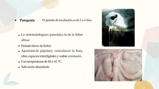 Patogenia El periodo de incubación es de 2 a 4 días.
La sintomatologíaes parecidaa la de la fiebre
aftosa
Periodo breve de fiebre
Apariciónde pápulasy vesículas en la boca,
ubre, espacios interdigitales y rodete coronario.
Con temperaturas de 40 a 41 ºC.
Salivación abundante
 