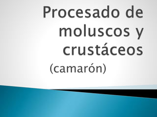 (camarón)
 