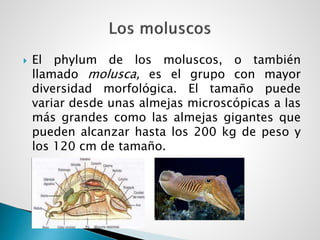  El phylum de los moluscos, o también
llamado molusca, es el grupo con mayor
diversidad morfológica. El tamaño puede
variar desde unas almejas microscópicas a las
más grandes como las almejas gigantes que
pueden alcanzar hasta los 200 kg de peso y
los 120 cm de tamaño.
 