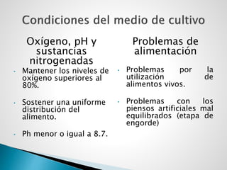 Oxígeno, pH y
sustancias
nitrogenadas
• Mantener los niveles de
oxígeno superiores al
80%.
• Sostener una uniforme
distribución del
alimento.
• Ph menor o igual a 8.7.
Problemas de
alimentación
• Problemas por la
utilización de
alimentos vivos.
• Problemas con los
piensos artificiales mal
equilibrados (etapa de
engorde)
 
