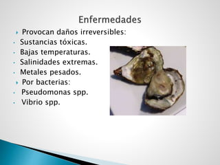  Provocan daños irreversibles:
• Sustancias tóxicas.
• Bajas temperaturas.
• Salinidades extremas.
• Metales pesados.
 Por bacterias:
• Pseudomonas spp.
• Vibrio spp.
 