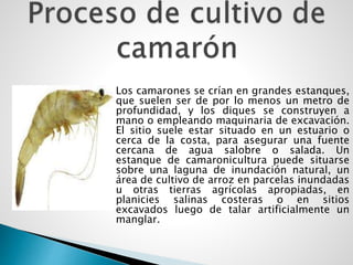  Los camarones se crían en grandes estanques,
que suelen ser de por lo menos un metro de
profundidad, y los diques se construyen a
mano o empleando maquinaria de excavación.
El sitio suele estar situado en un estuario o
cerca de la costa, para asegurar una fuente
cercana de agua salobre o salada. Un
estanque de camaronicultura puede situarse
sobre una laguna de inundación natural, un
área de cultivo de arroz en parcelas inundadas
u otras tierras agrícolas apropiadas, en
planicies salinas costeras o en sitios
excavados luego de talar artificialmente un
manglar.
 