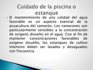  El mantenimiento de una calidad del agua
favorable es un aspecto esencial de la
acuacultura del camarón. Los camarones son
particularmente sensibles a la concentración
de oxígeno disuelto en el agua. Con el fin de
mantener concentraciones favorables de
oxígeno disuelto, los estanques de cultivo
intensivo deben ser lavados y desaguados
con frecuencia.
 