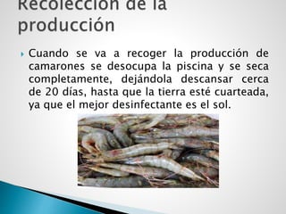  Cuando se va a recoger la producción de
camarones se desocupa la piscina y se seca
completamente, dejándola descansar cerca
de 20 días, hasta que la tierra esté cuarteada,
ya que el mejor desinfectante es el sol.
 