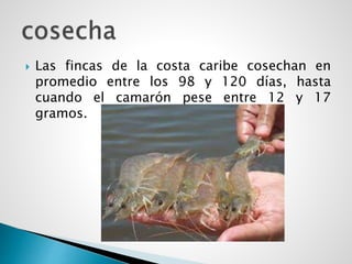  Las fincas de la costa caribe cosechan en
promedio entre los 98 y 120 días, hasta
cuando el camarón pese entre 12 y 17
gramos.
 