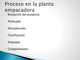 • Recepción del producto
• Prelavado
• Descabezado
• Clasificación
• Empaque
• Congelamiento
 
