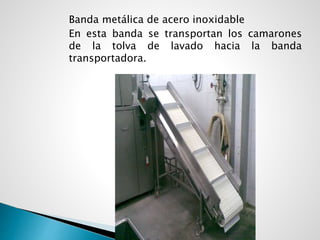 Banda metálica de acero inoxidable
En esta banda se transportan los camarones
de la tolva de lavado hacia la banda
transportadora.
 