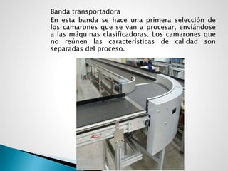 Banda transportadora
En esta banda se hace una primera selección de
los camarones que se van a procesar, enviándose
a las máquinas clasificadoras. Los camarones que
no reúnen las características de calidad son
separadas del proceso.
 