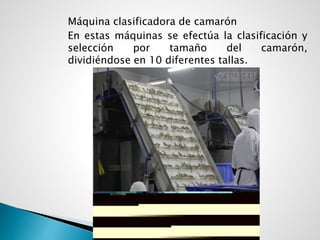Máquina clasificadora de camarón
En estas máquinas se efectúa la clasificación y
selección por tamaño del camarón,
dividiéndose en 10 diferentes tallas.
 