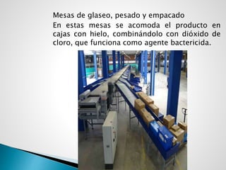 Mesas de glaseo, pesado y empacado
En estas mesas se acomoda el producto en
cajas con hielo, combinándolo con dióxido de
cloro, que funciona como agente bactericida.
 