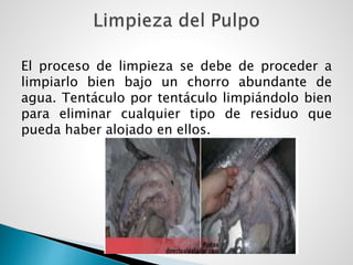 El proceso de limpieza se debe de proceder a
limpiarlo bien bajo un chorro abundante de
agua. Tentáculo por tentáculo limpiándolo bien
para eliminar cualquier tipo de residuo que
pueda haber alojado en ellos.
 
