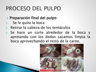  Preparación final del pulpo
1. Se le quita la boca
2. Retirar la cabeza de los tentáculos
3. Se hace un corte alrededor de la boca y
apretando con los dedos sacamos limpia la
boca aprovechando el resto de la carne.
 