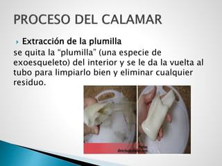  Extracción de la plumilla
se quita la “plumilla” (una especie de
exoesqueleto) del interior y se le da la vuelta al
tubo para limpiarlo bien y eliminar cualquier
residuo.
 