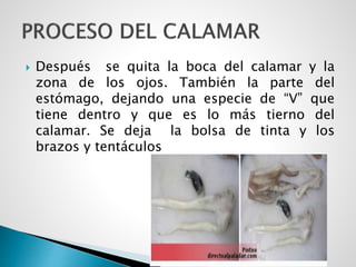  Después se quita la boca del calamar y la
zona de los ojos. También la parte del
estómago, dejando una especie de “V” que
tiene dentro y que es lo más tierno del
calamar. Se deja la bolsa de tinta y los
brazos y tentáculos
 