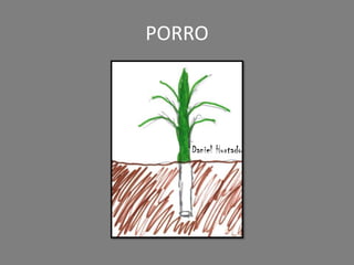 PORRO
Daniel Hurtado
 