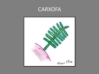 CARXOFA
 