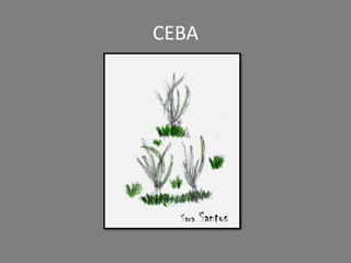 CEBA
Sara Santos
 