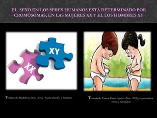 EL SEXO EN LOS SERES HUMANOS ESTÁ DETERMINADO POR
      CROMOSOMAS, EN LAS MUJERES XX Y EL LOS HOMBRES XY




Tomado de: Medicboyz (Nov.   2012) Puzzle maschio e femmina   Tomado de: Tatiana Fierro Aguirre (Nov.    2012) preguntándose
                                                                                   sobre la sexualidad
 