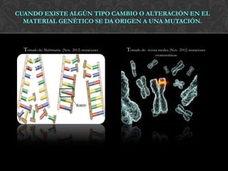 CUANDO EXISTE ALGÚN TIPO CAMBIO O ALTERACIÓN EN EL
  MATERIAL GENÉTICO SE DA ORIGEN A UNA MUTACIÓN.



  Tomado de: Multimania   (Nov. 2012) mutaciones   Tomado de:   revista medica (Nov. 2012) mutaciones
                                                                      cromosómicas
 
