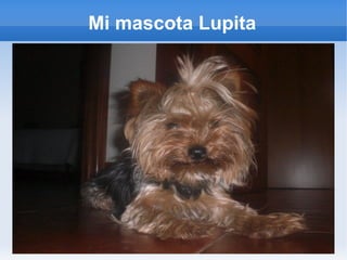 Mi mascota Lupita
 