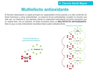 4 Ciencia Sanki Mayor
Multiefecto antioxidante
El Romero desempeña un papel principal con capacidades únicas gracias a su alto contenido de
Ácido Carnósico y otros antioxidantes. La mayoría de los antioxidantes cumplen su función una
sola vez. La vitamina E, por ejemplo, pierde su capacidad antioxidante al primer encuentro con
un radical libre. Por el contrario, el Ácido Carnósico tiene un MULTIEFECTO ANTIOXIDANTE.
Esto es que un solo antioxidante neutraliza hasta cuatro radicales libres.
 