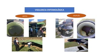 VIGILANCIA ENTOMOLÓGICA
ANTES DESPUÉS
 