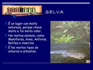 SELVA
 É un lugar con moita
natureza, porque chove
moito e fai moito calor.
 Hai moitos animais, como:
Mamiferos, Aves, Anfivios,
Retiles e insectos.
 É hai moitos tipos de
arbores e arbustos.
 
