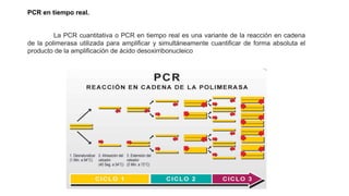 La PCR cuantitativa o PCR en tiempo real es una variante de la reacción en cadena
de la polimerasa utilizada para amplificar y simultáneamente cuantificar de forma absoluta el
producto de la amplificación de ácido desoxirribonucleico
PCR en tiempo real.
 