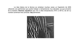 La idea básica de la técnica es sintetizar muchas veces un fragmento de ADN
utilizando una polimerasa que puede trabajar a temperaturas muy elevadas, ya que proviene
de la bacteria Thermus aquaticus que vive a altas temperaturas (79°C a 85°C), de ahí su
nombre comercial mas conocido: taq polimerasa.
 