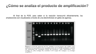 Al final de la PCR, para saber si la reacción transcurrió eficientemente, los
ampliaciones son visualizados a través de una electroforesis en geles de agarosa.
 