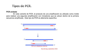 PCR anidada
En esta variante de PCR, el producto de una amplificación es utilizado como molde
para realizar una segunda amplificación con iniciadores que se ubican dentro de la primera
secuencia amplificada. Este tipo de PCR es altamente específica
 