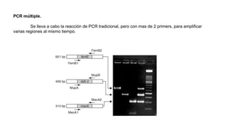PCR múltiple.
Se lleva a cabo la reacción de PCR tradicional, pero con mas de 2 primers, para amplificar
varias regiones al mismo tiempo.
 