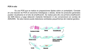 PCR in situ
Es una PCR que se realiza en preparaciones fijadas sobre un portaobjeto. Consiste
en una reacción de PCR en secciones histológicas o células, donde los productos generados
pueden visualizarse en el sitio de amplificación. Se realiza para ello una primera amplificación
del ADN blanco y luego detección mediante hibridación in situ convencional con sondas de
ADN/ARN. De esta manera puede detectarse cantidades pequeñísimas del material genético
 