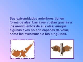 Sus extremidades anteriores tienen
forma de alas. Las aves vuelan gracias a
los movimientos de sus alas, aunque
algunas aves no son capaces de volar,
como las avestruces o los pingüinos.