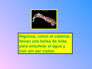 Algunos, como el calamar,
llevan una bolsa de tinta
para enturbiar el agua y
huir sin ser vistos.