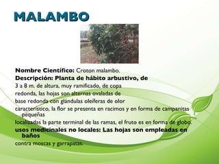 Malumbo Tree Presentaciòn de plantas medicinales cartilla | PPT